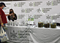 NoCo Hemp Expo 2021 - Colorado Breeders Depot